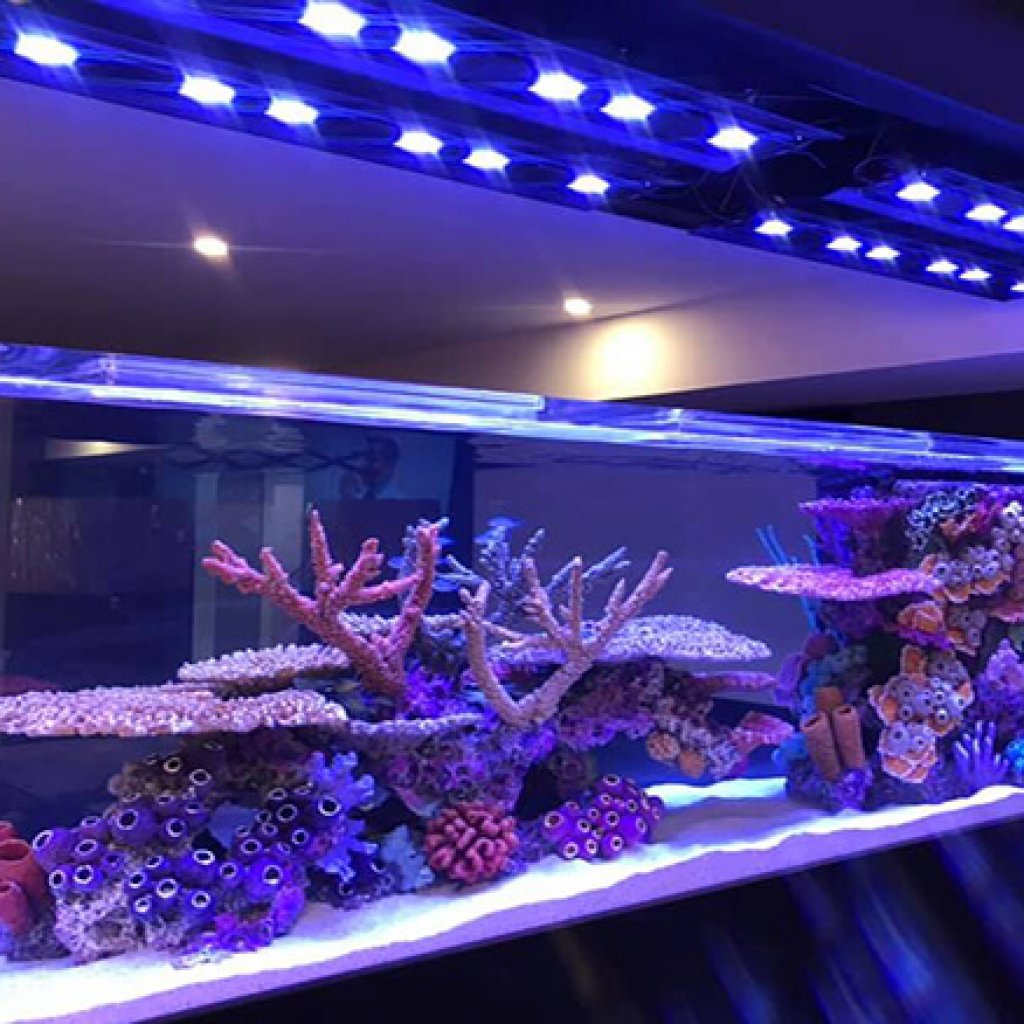 Keystone Reefscapes, LLC | 1723 Cold Spring Rd, Newtown Square, PA 19073 | Phone: (215) 868-6484