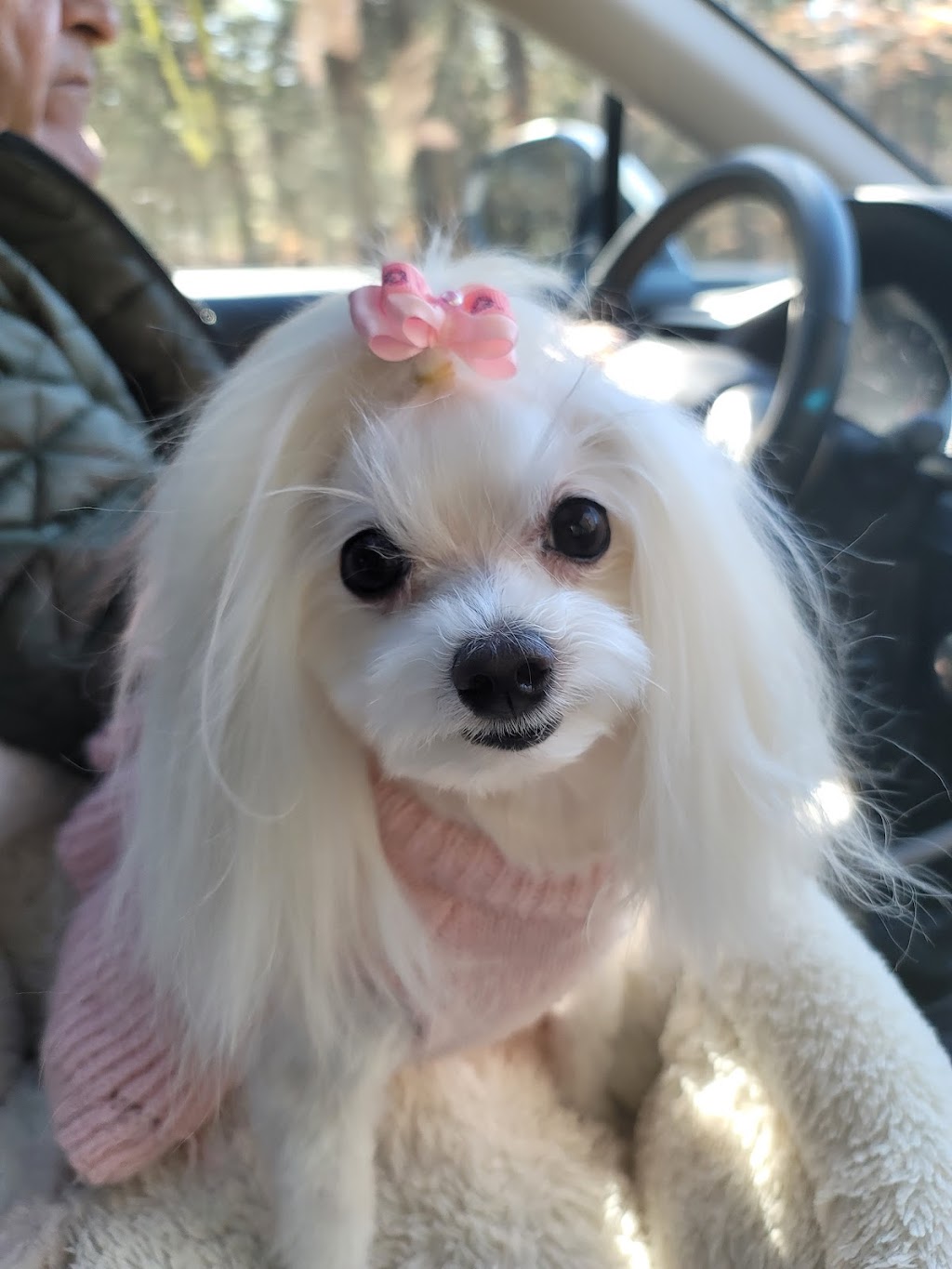 Rachel Anns Country Clips Pet Grooming | 2652 PA-940 #105, Pocono Summit, PA 18346 | Phone: (570) 839-6575