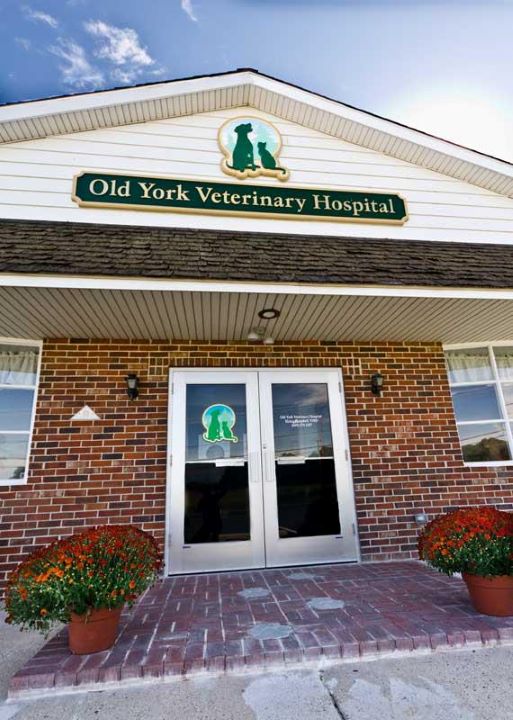 Old York Veterinary Hospital | 2126 Old York Rd, Bordentown, NJ 08505 | Phone: (609) 379-2287