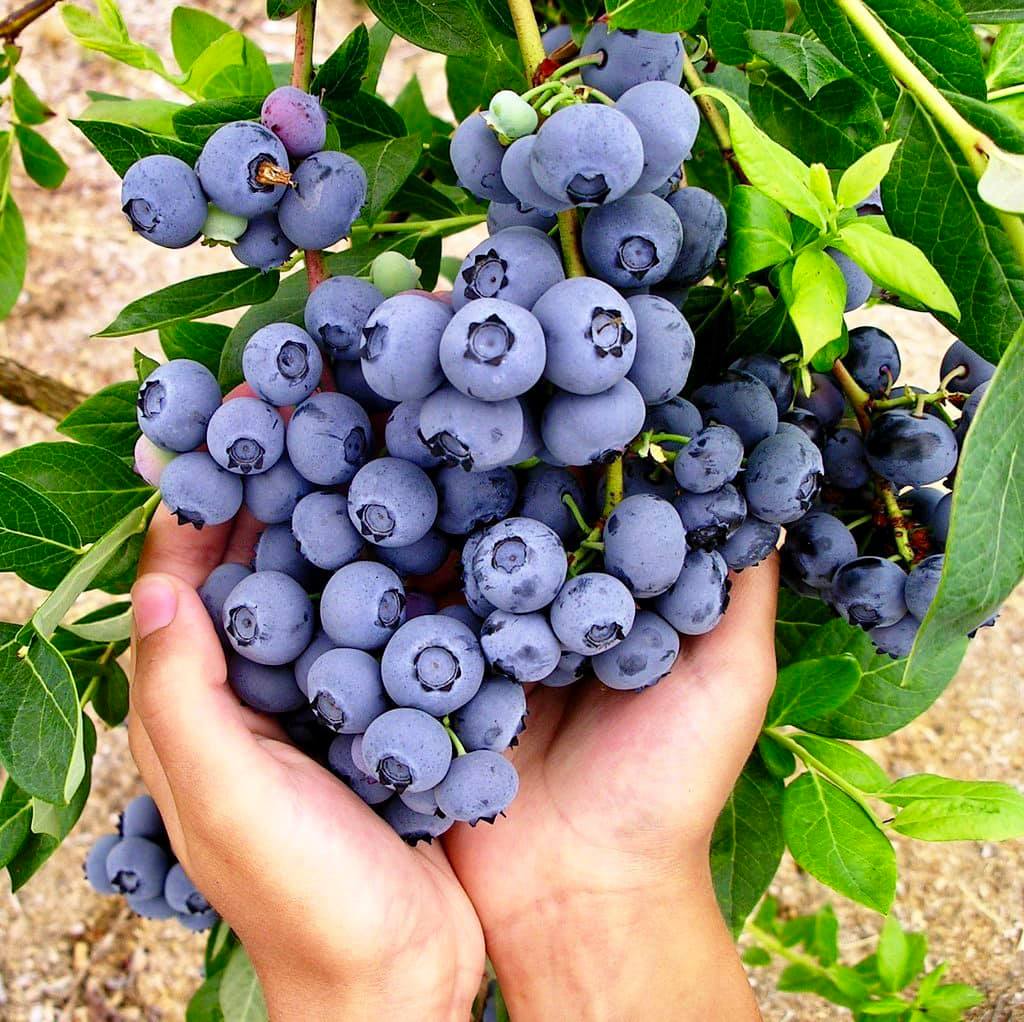 DiMeo Blueberry Farms & Blueberry Plants Nursery | 3101 Nesco Rd, Hammonton, NJ 08037 | Phone: (609) 561-5905