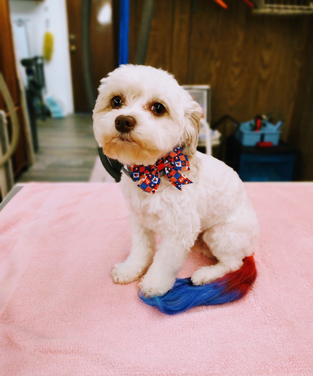 Show Dog Grooming | 18 S Forklanding Rd, Maple Shade, NJ 08052 | Phone: (856) 779-1903