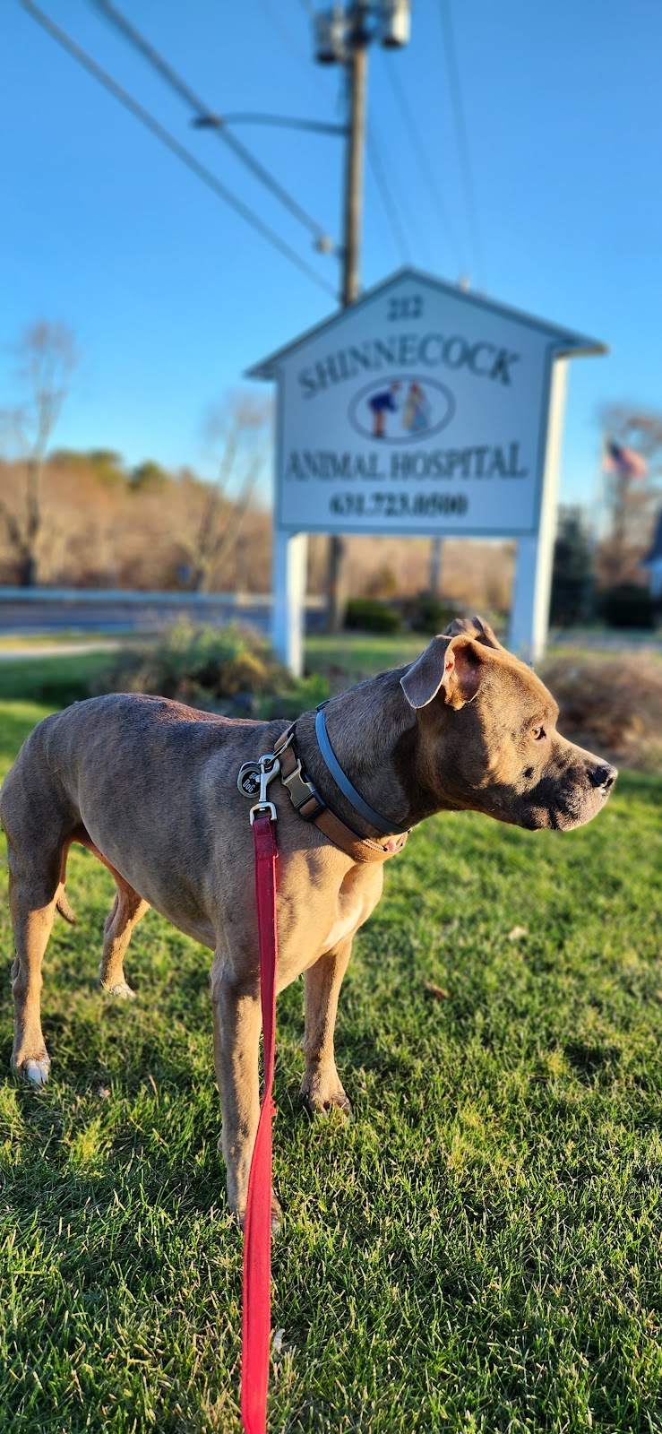 Shinnecock Animal Hospital | 212 E Montauk Hwy, Hampton Bays, NY 11946 | Phone: (631) 723-0500