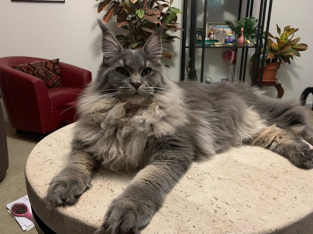 Coolbeanscoones Maine Coons Cattery | 100 Eagle Rock Ave, East Hanover, NJ 07936 | Phone: (215) 808-4209