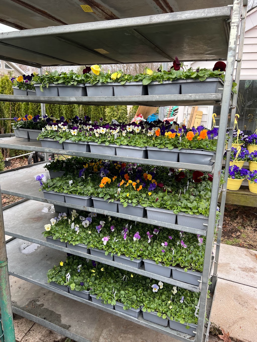 Pine Hill Nursery | 1392 High Ridge Rd, Stamford, CT 06903 | Phone: (203) 918-7470