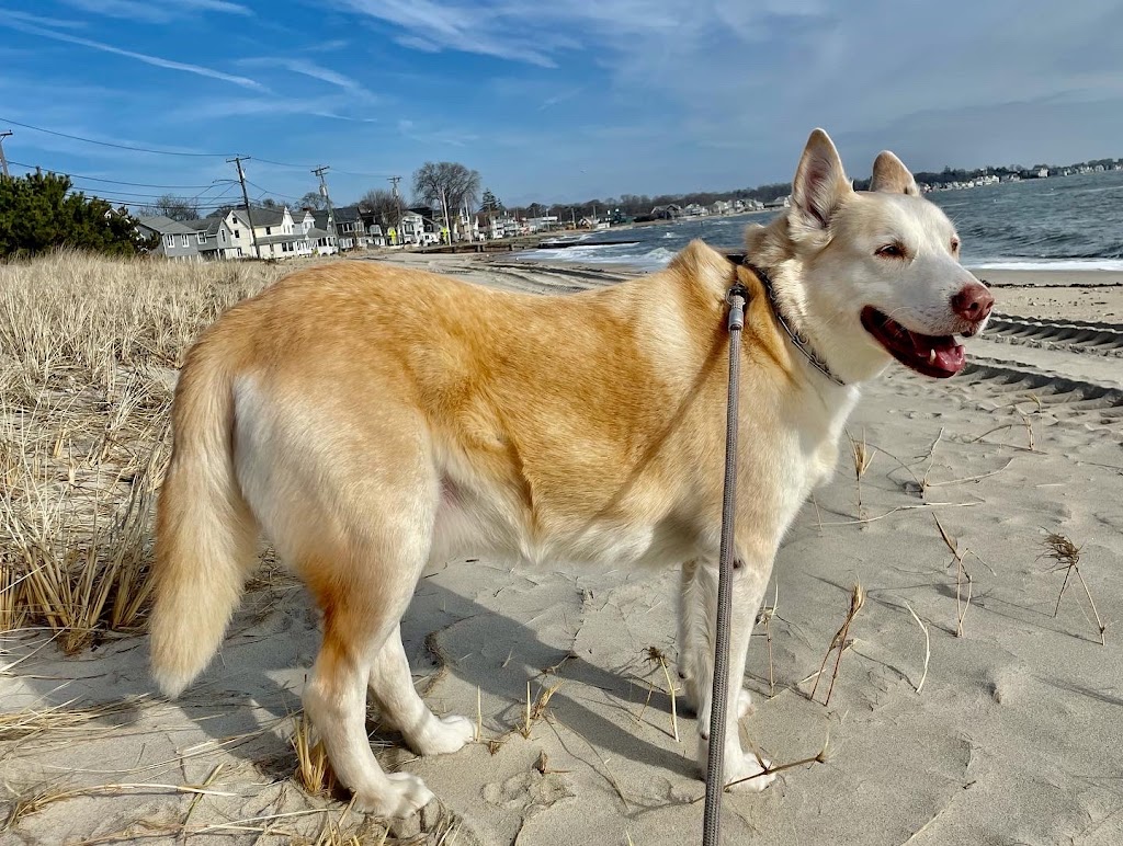 Veterinary Acupuncture and Herbal Medicine | 90 Pond Meadow Rd Unit #3, Ivoryton, CT 06442 | Phone: (860) 739-2830