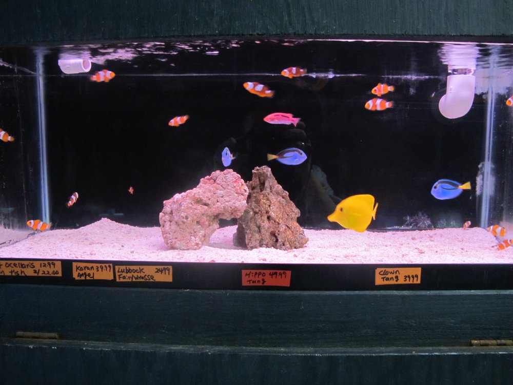 Tropical Island Aquarium Salt Water Fish Store Long Island | 2112 Deer Pk Ave, Deer Park, NY 11729 | Phone: (631) 667-0795