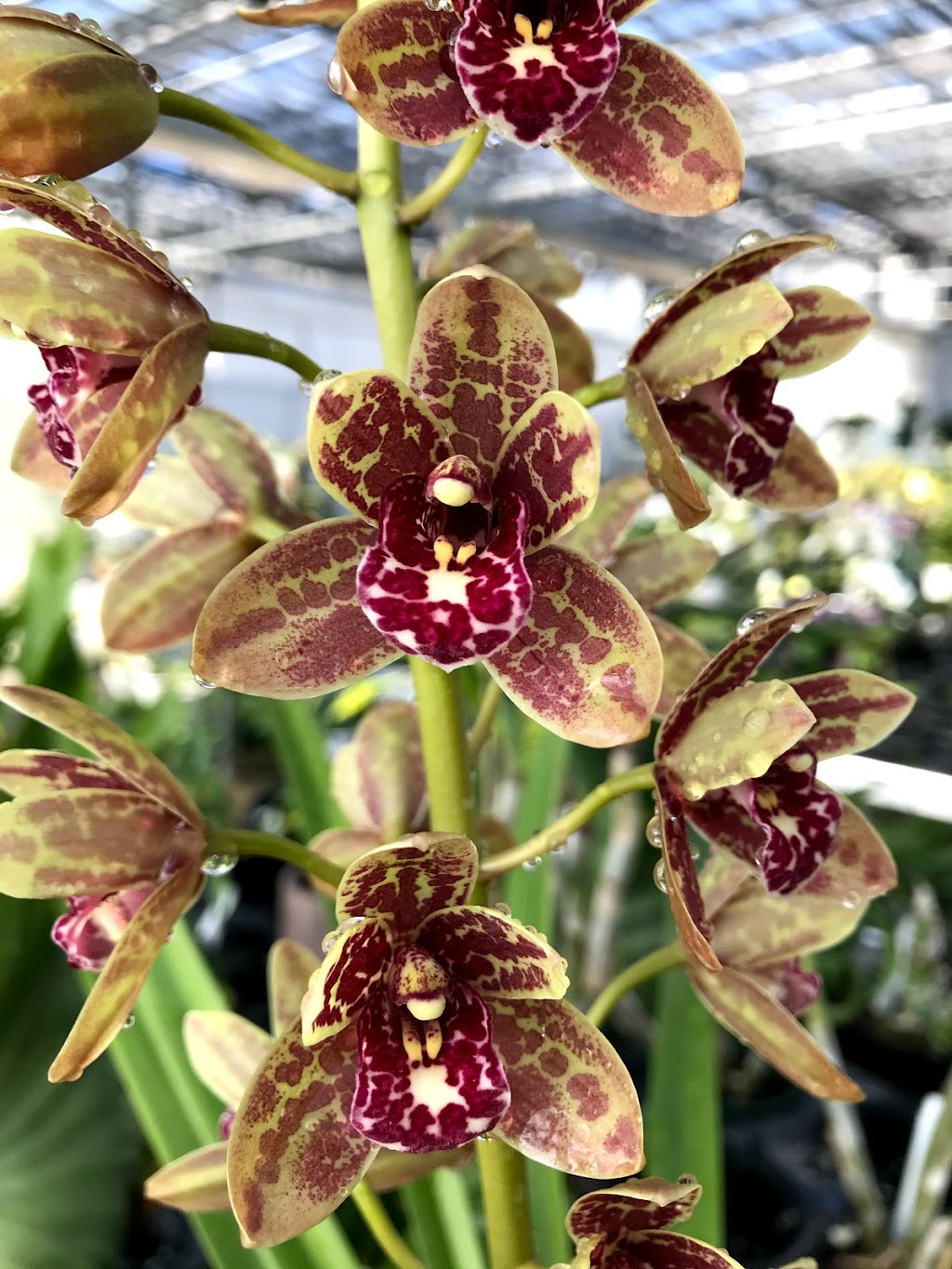 White Plains Orchids, Orchid Farm and Shop | 1485 Mamaroneck Ave, White Plains, NY 10605 | Phone: (914) 948-2064