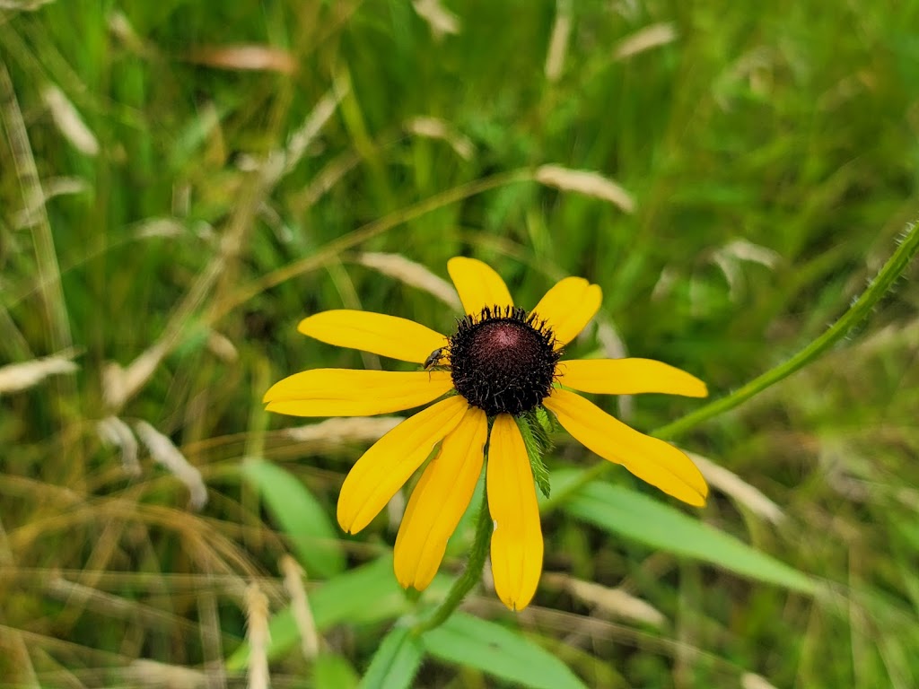 Great Swamp National Wildlife Refuge | 32 Pleasant Plains Rd, Basking Ridge, NJ 07920 | Phone: (973) 714-6891