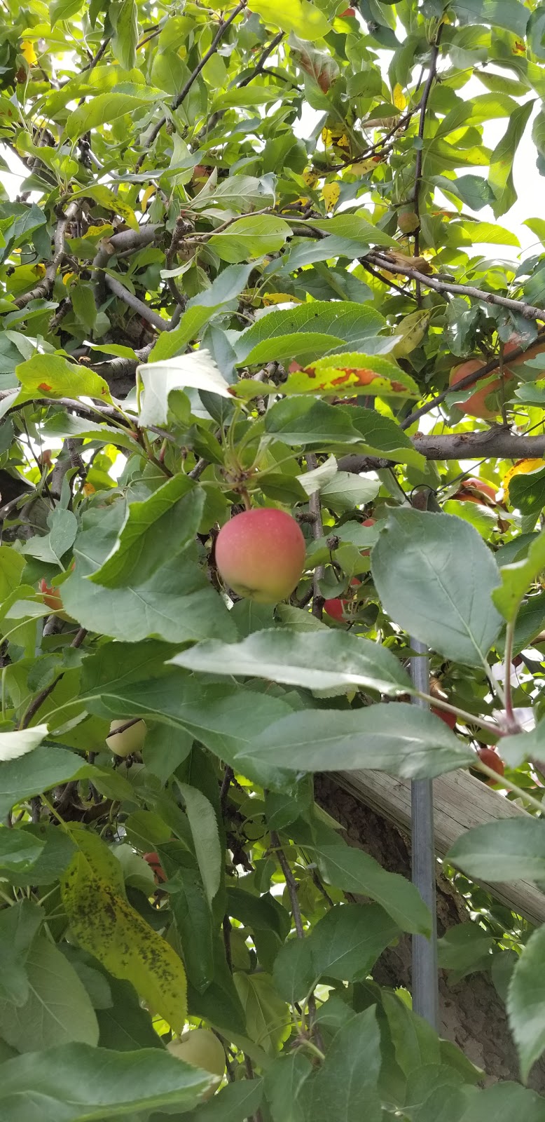 Apple Picking (Soons Orchards) | 634 County Route 50 Grass field parking area, New Hampton, NY 10958 | Phone: (845) 374-5471