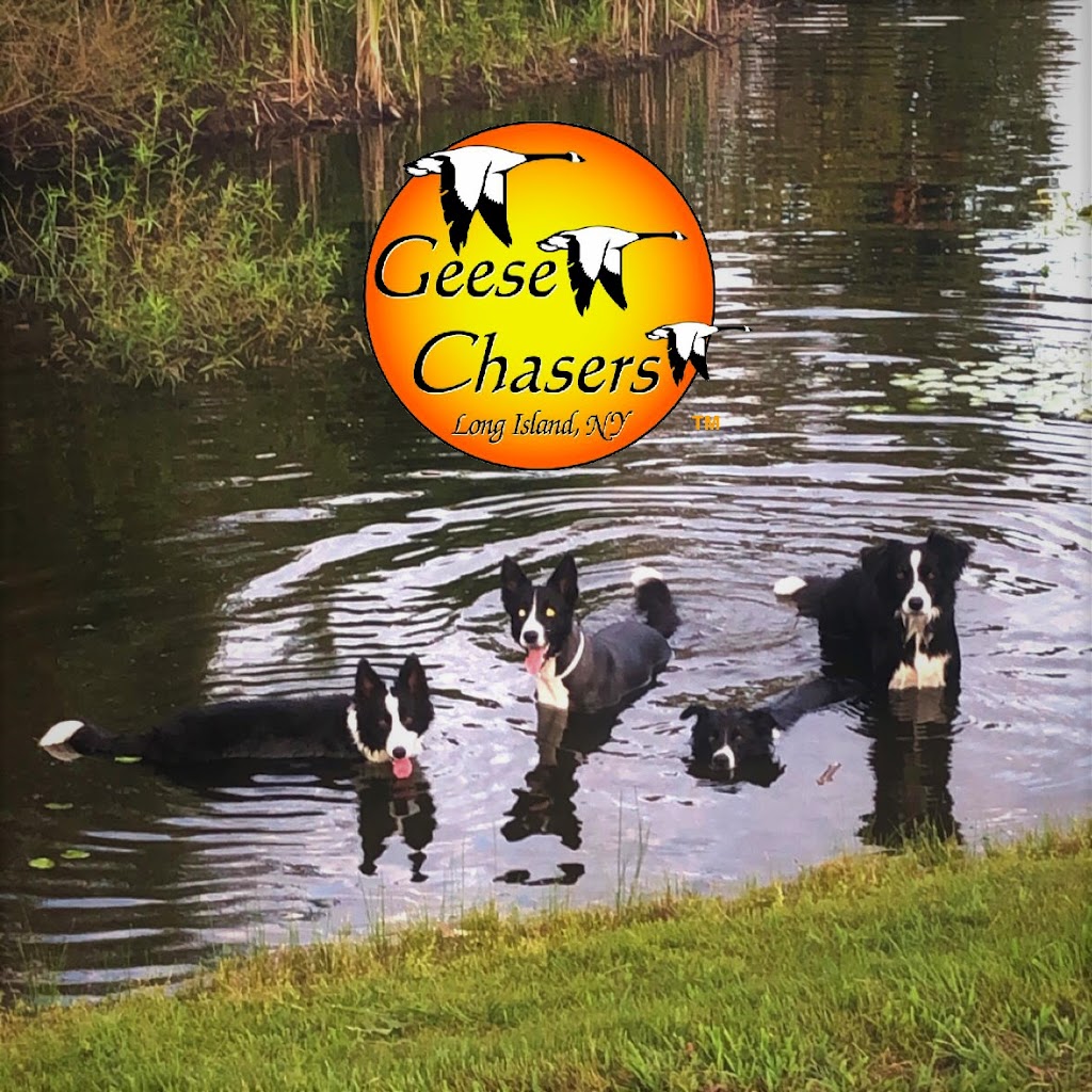 Geese Chasers Long Island NY LLC | 25 Oak Meadow Rd, Commack, NY 11725 | Phone: (844) 544-3373