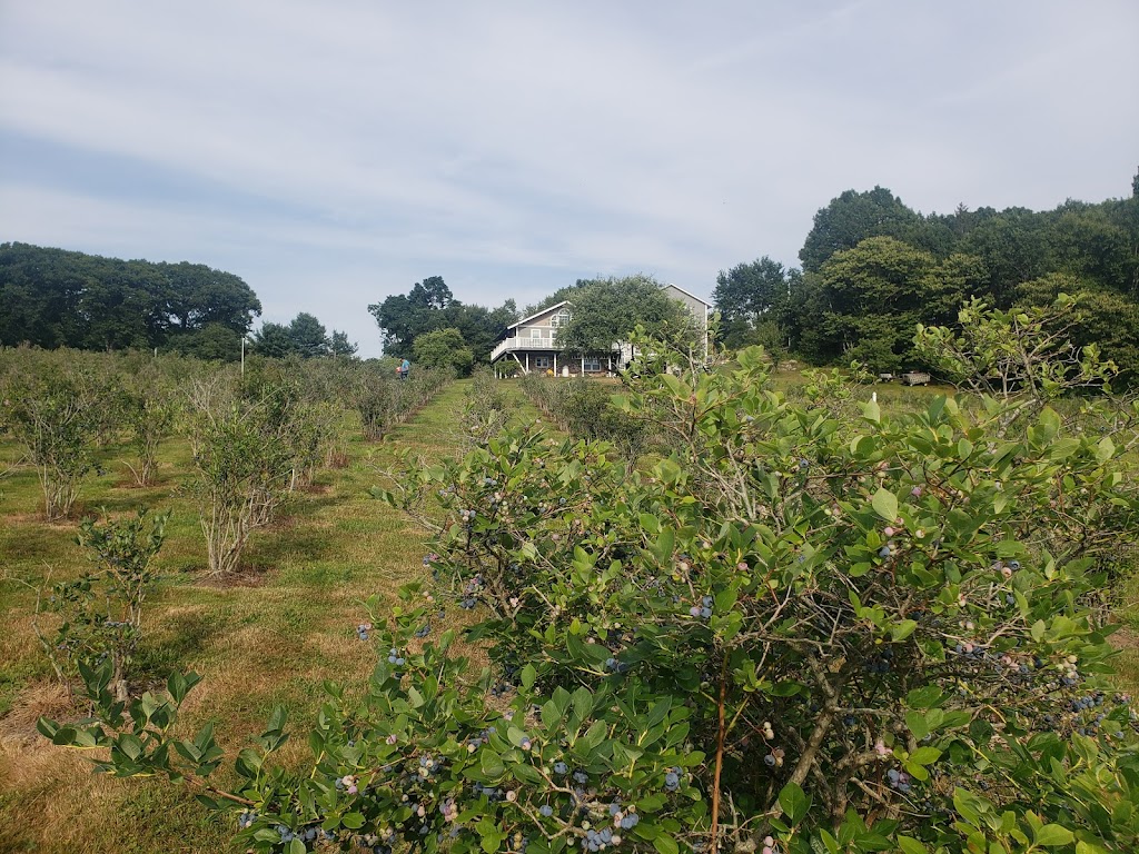 Litchfield Hills Blueberry Farm | 23 Schroback Rd, Plymouth, CT 06782 | Phone: (860) 283-9571