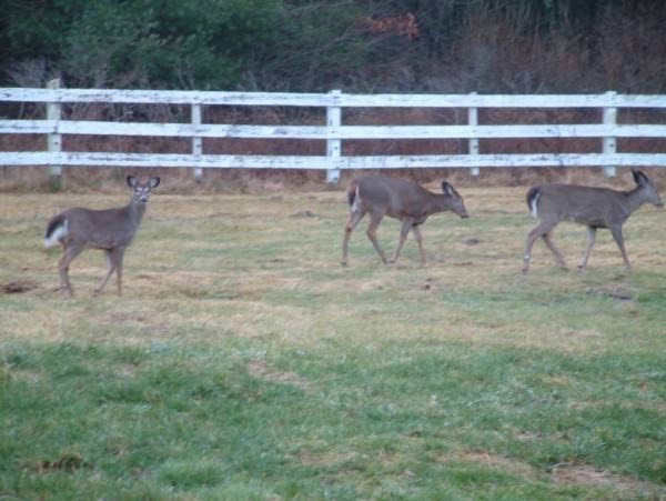 Truman Gillet House B & B | 151 N Granby Rd, Granby, CT 06035 | Phone: (860) 844-1212