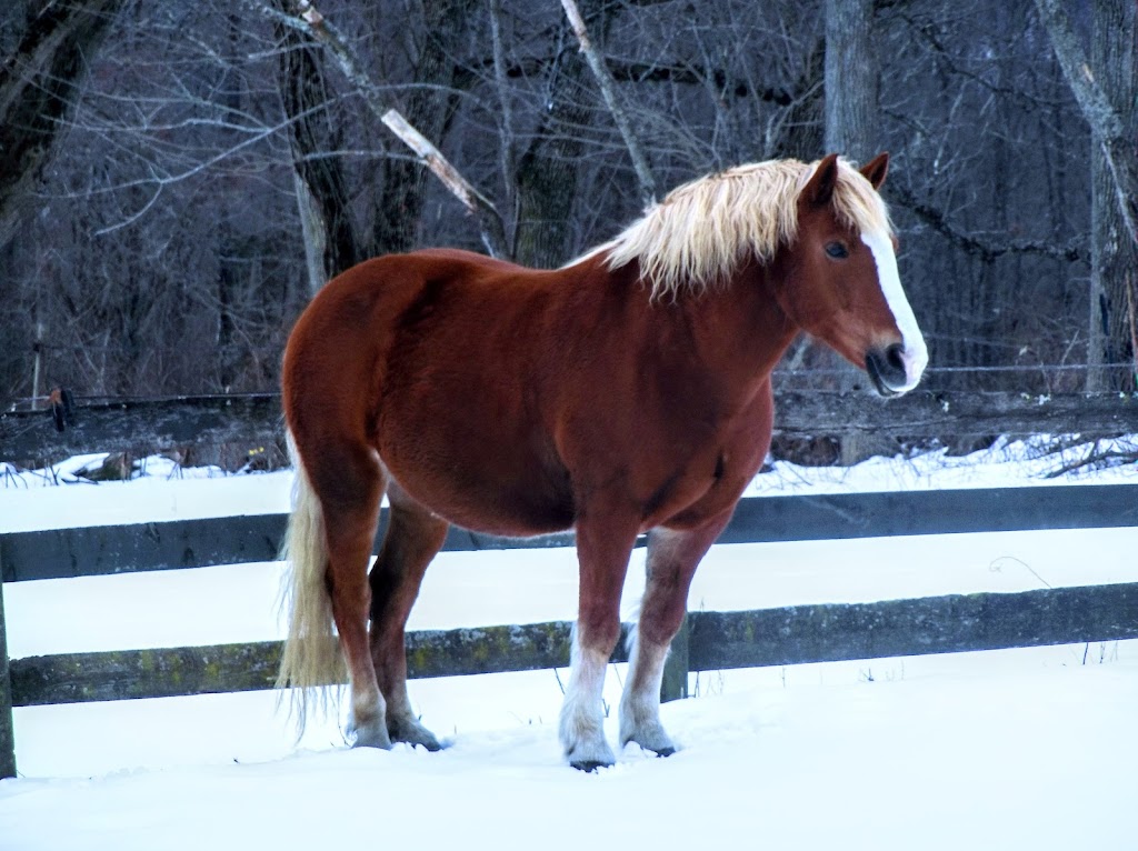 Babcock Hill Horses Naturally | 577 Babcock Hill Rd, Coventry, CT 06238 | Phone: (860) 985-7611