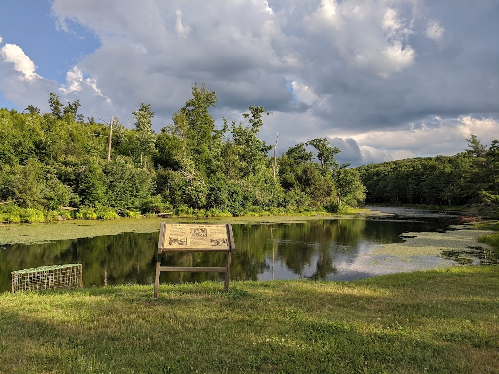 Brimfield State Forest | 86 Dearth Hill Rd, Brimfield, MA 01010 | Phone: (413) 267-9687