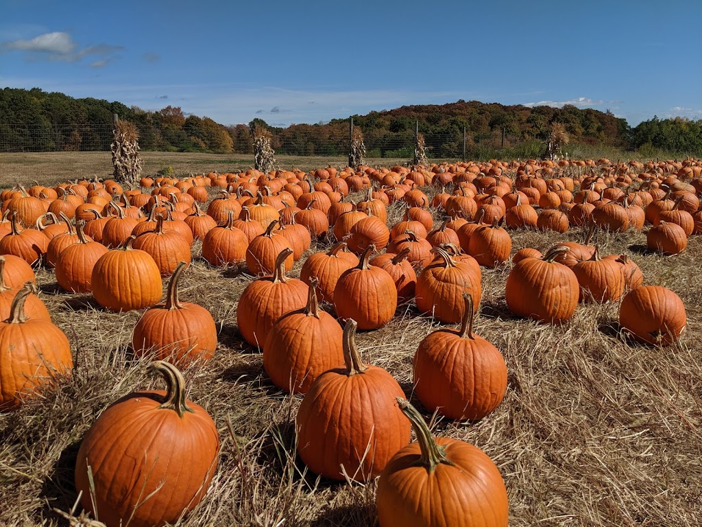 Lawrence Farms Orchards | 306 Frozen Ridge Rd, Newburgh, NY 12550 | Phone: (845) 562-4268