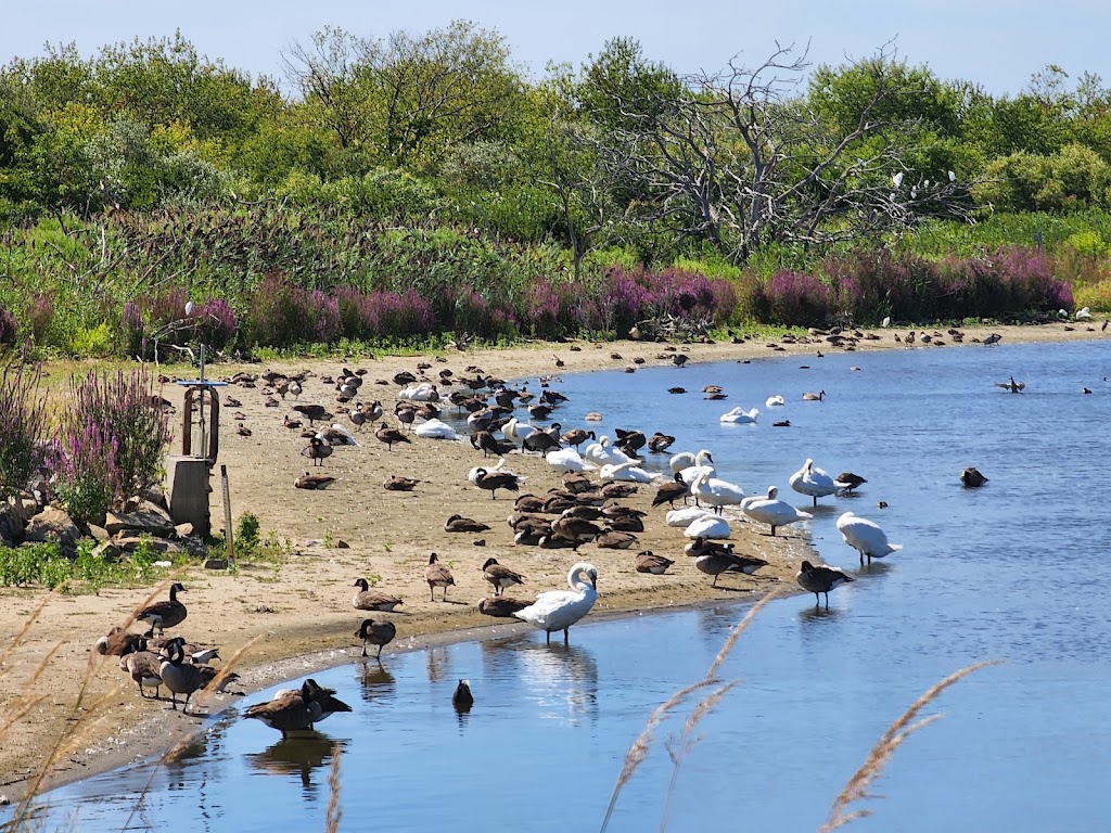 Jamaica Bay Wildlife Refuge | 175-10 Cross Bay Blvd, Queens, NY 11693 | Phone: (718) 318-4340