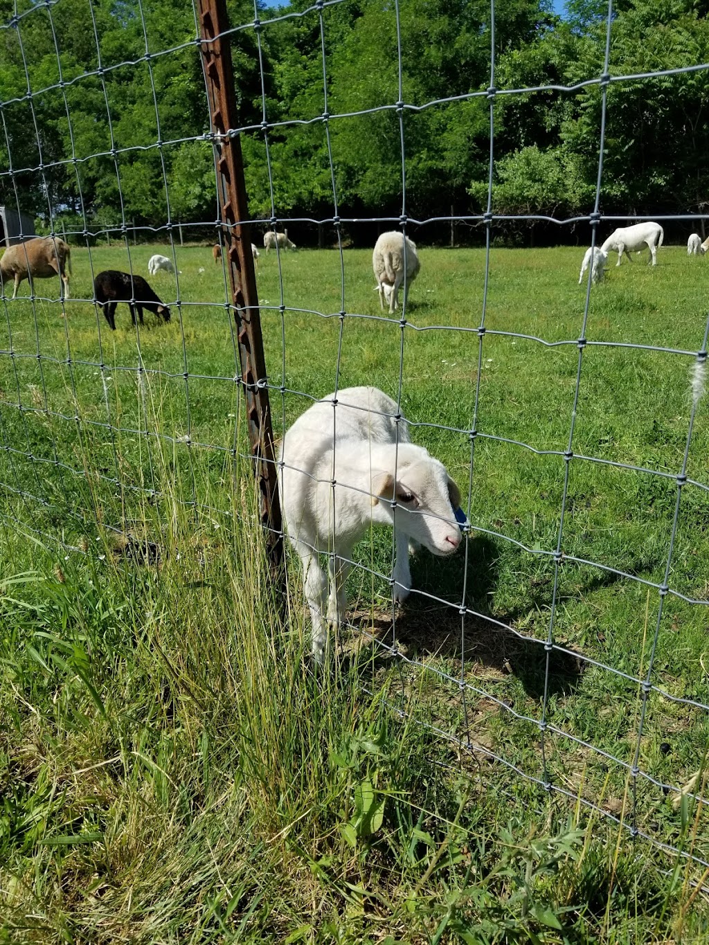 Golden Earthworm Organic Farm | 652 Peconic Bay Blvd, Riverhead, NY 11947 | Phone: (631) 722-3302