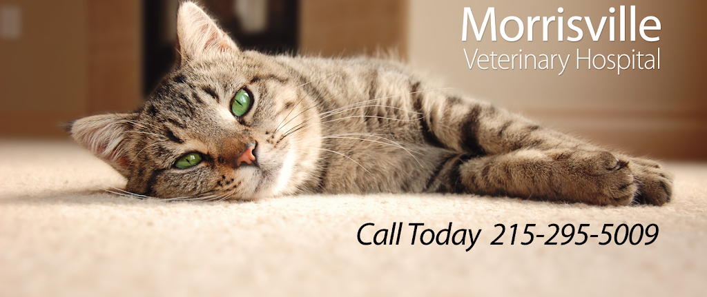 Morrisville Veterinary Hospital | 822 W Trenton Ave, Morrisville, PA 19067 | Phone: (215) 295-5009