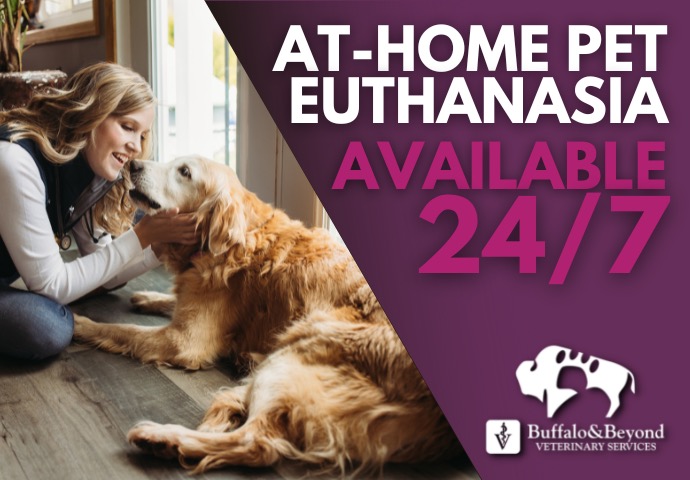 Buffalo & Beyond Veterinary Services | 679 Easton Turnpike, Lake Ariel, PA 18436 | Phone: (570) 906-4129
