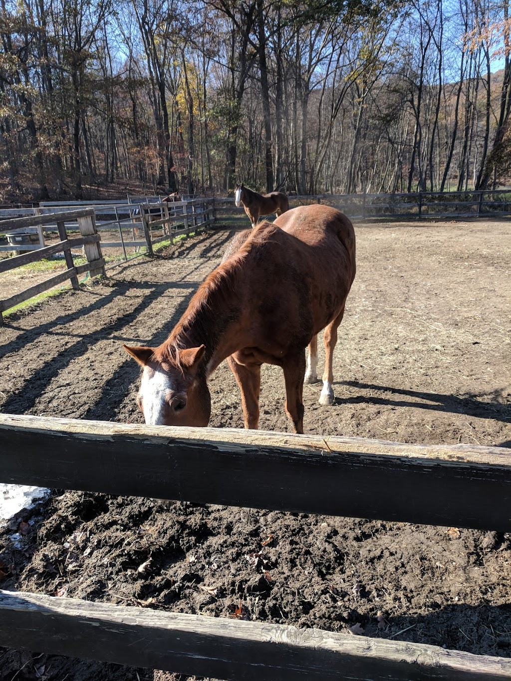 Chicory Meadow Farm | 76 Jack Rd, Cortlandt, NY 10567 | Phone: (914) 737-7814