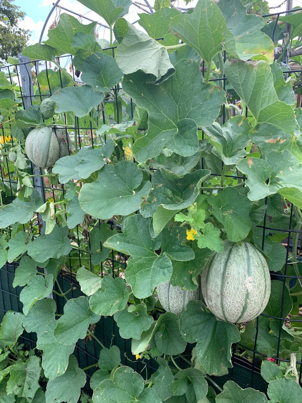 Governors Island Teaching Garden | 778 Enright Rd, New York, NY 10004 | Phone: (212) 788-7900