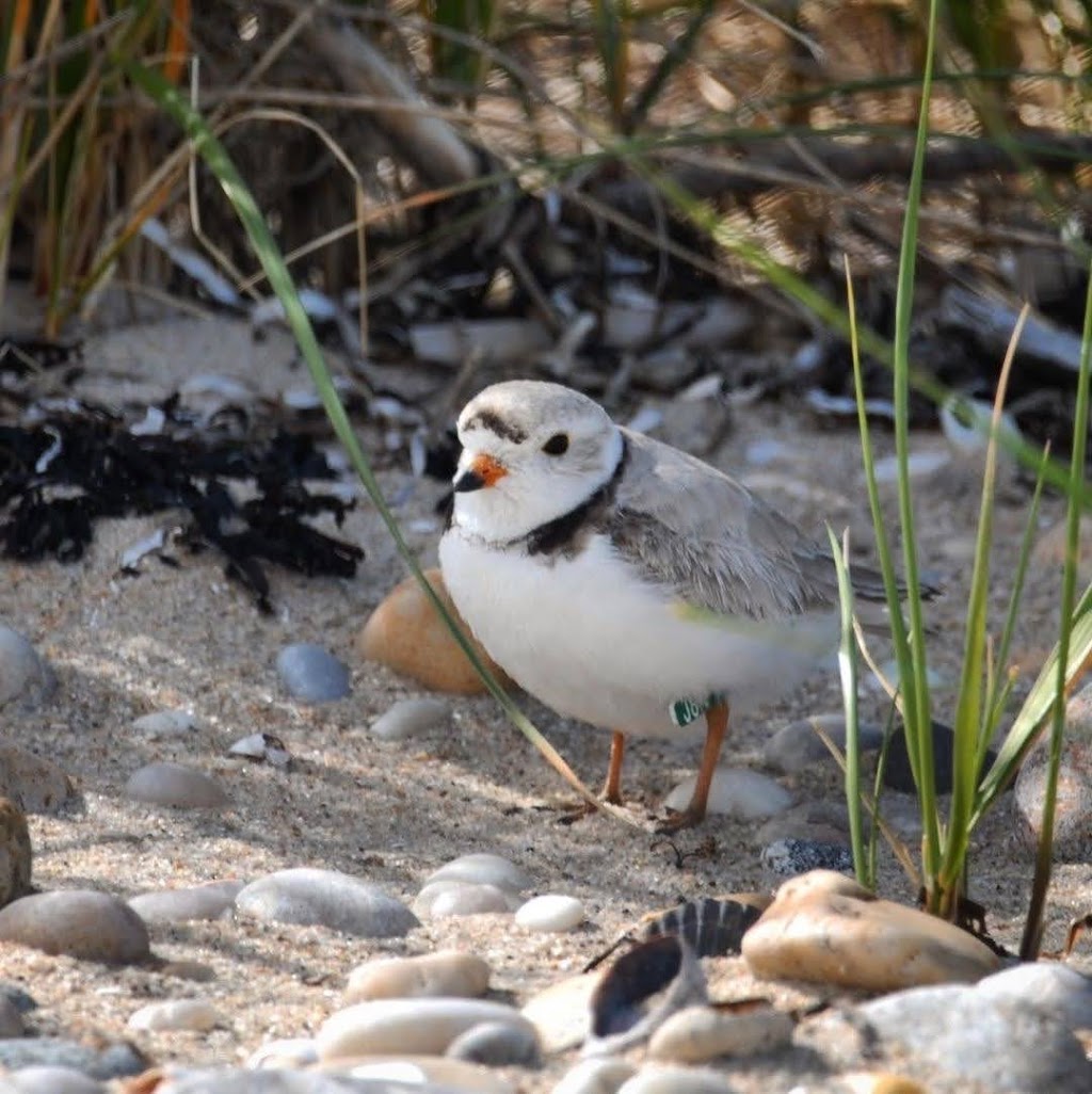 North Fork Audubon Society | 65275 County Rd 48, Greenport, NY 11944 | Phone: (631) 477-6456