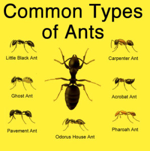 E&J Termite and Pest Control LLC | 434 Cooper St Unit - A, Beverly, NJ 08010 | Phone: (609) 239-5665