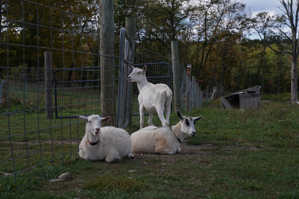 Llama Alpaca Hikes and Goat Walks-Clover Brooke Farm | 175 Ruskey Ln, Hyde Park, NY 12538 | Phone: (845) 444-6066