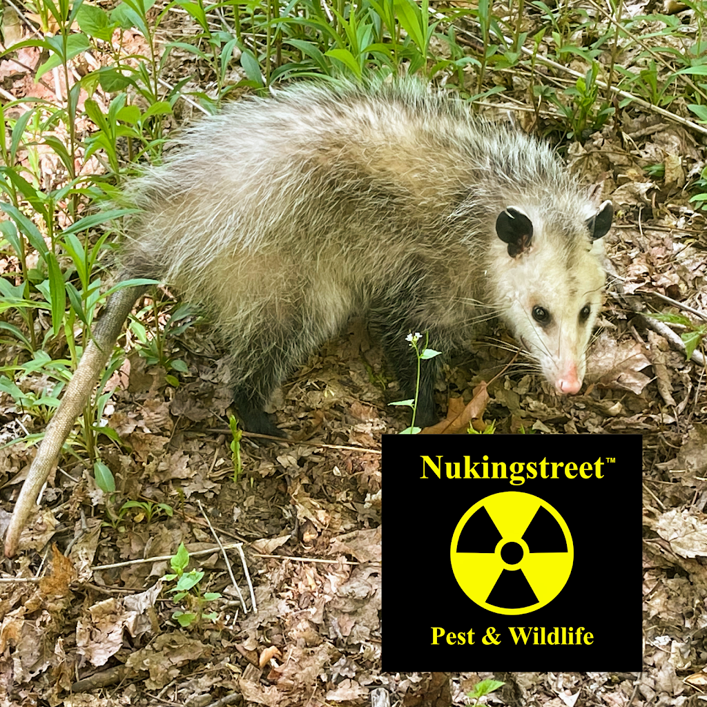 Nukingstreet Pest & Wildlife Control LLC | 9 Moody Rd b11, Enfield, CT 06082 | Phone: (800) 466-9918
