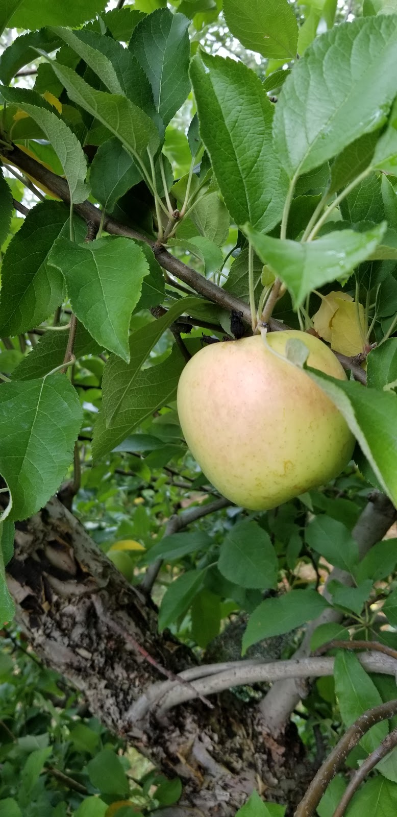 Apple Picking (Soons Orchards) | 634 County Route 50 Grass field parking area, New Hampton, NY 10958 | Phone: (845) 374-5471