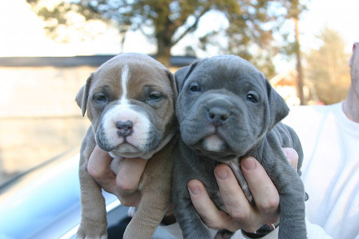 devils den puppies | 271 Wagner Wy, Stroudsburg, PA 18360 | Phone: (718) 840-8844