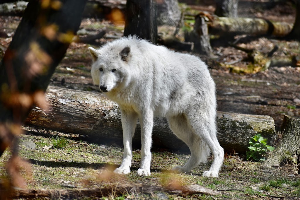 Lakota Wolf Preserve | 89 Mt Pleasant Rd, Columbia, NJ 07832 | Phone: (908) 496-9244