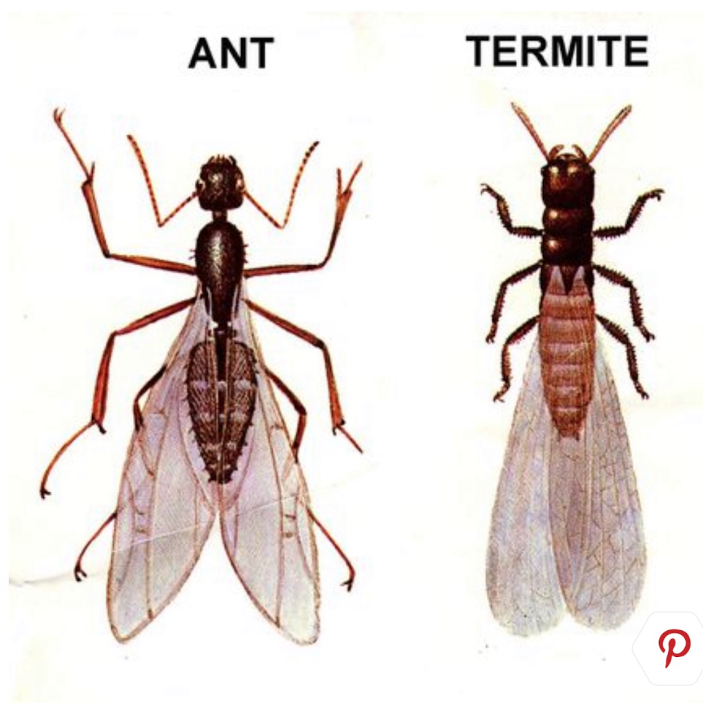 All Platinum Termite & Pest Control | 266 Wild Ave, Staten Island, NY 10314 | Phone: (718) 710-9982