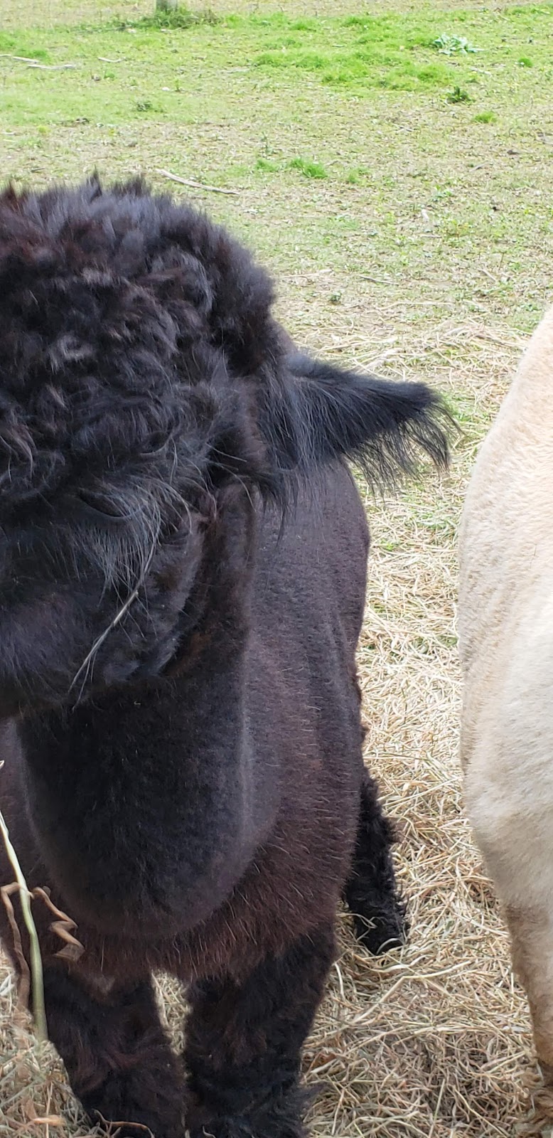 Crimson Leaf Alpaca Farm , Hudson N.Y. | 690 Fish and Game Rd, Hudson, NY 12534 | Phone: (518) 672-5124