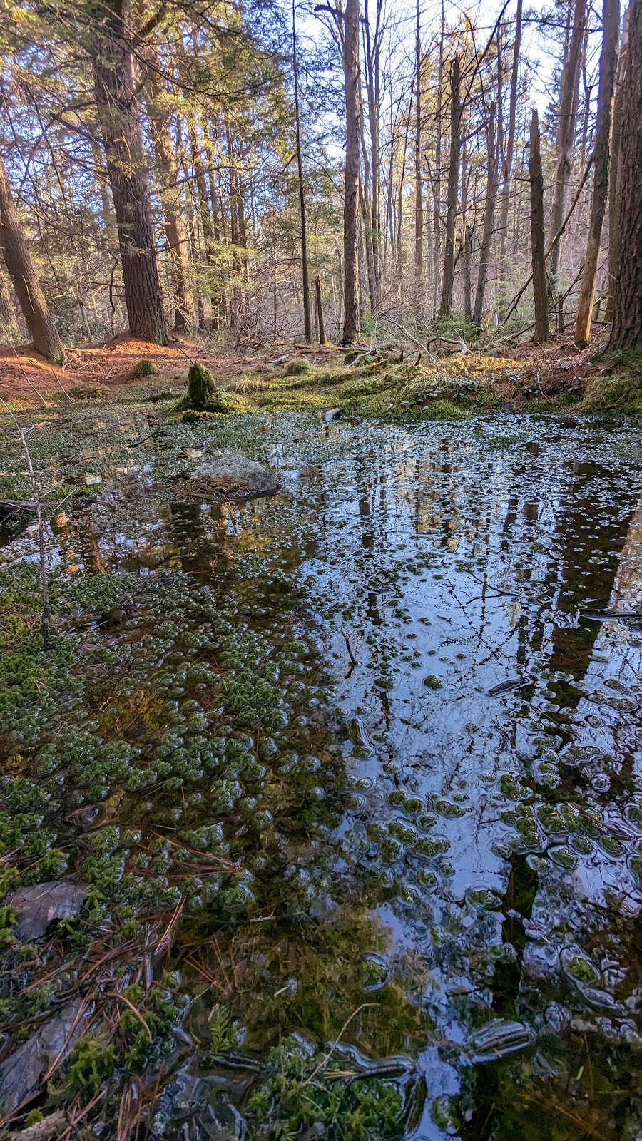 Wildlands Conservancys Maple Tract Preserve | 271 Stoney Hollow Rd, Pocono Lake, PA 18347 | Phone: (610) 965-4397