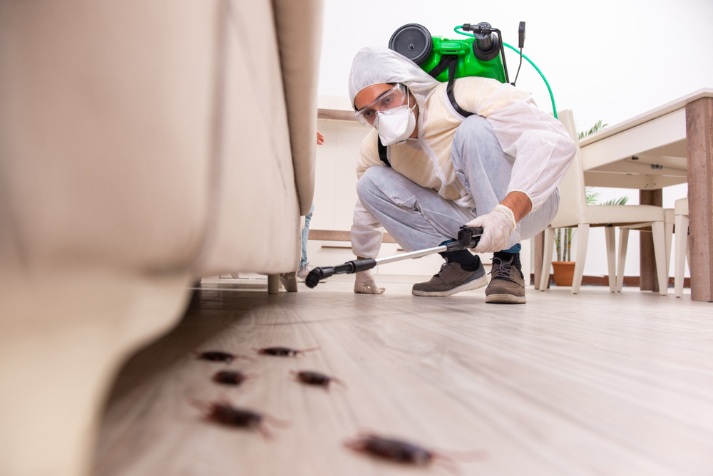 Above All Termite & Pest Control | 803 Orchard St, Lanoka Harbor, NJ 08734 | Phone: (732) 600-3447