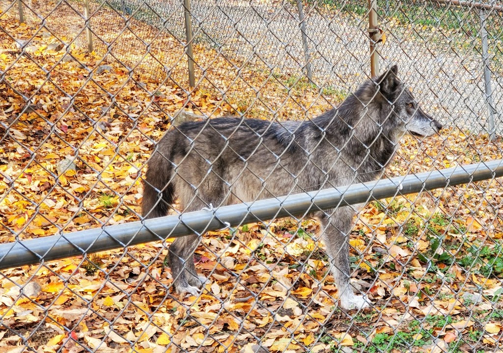 Lakota Wolf Preserve | 89 Mt Pleasant Rd, Columbia, NJ 07832 | Phone: (908) 496-9244