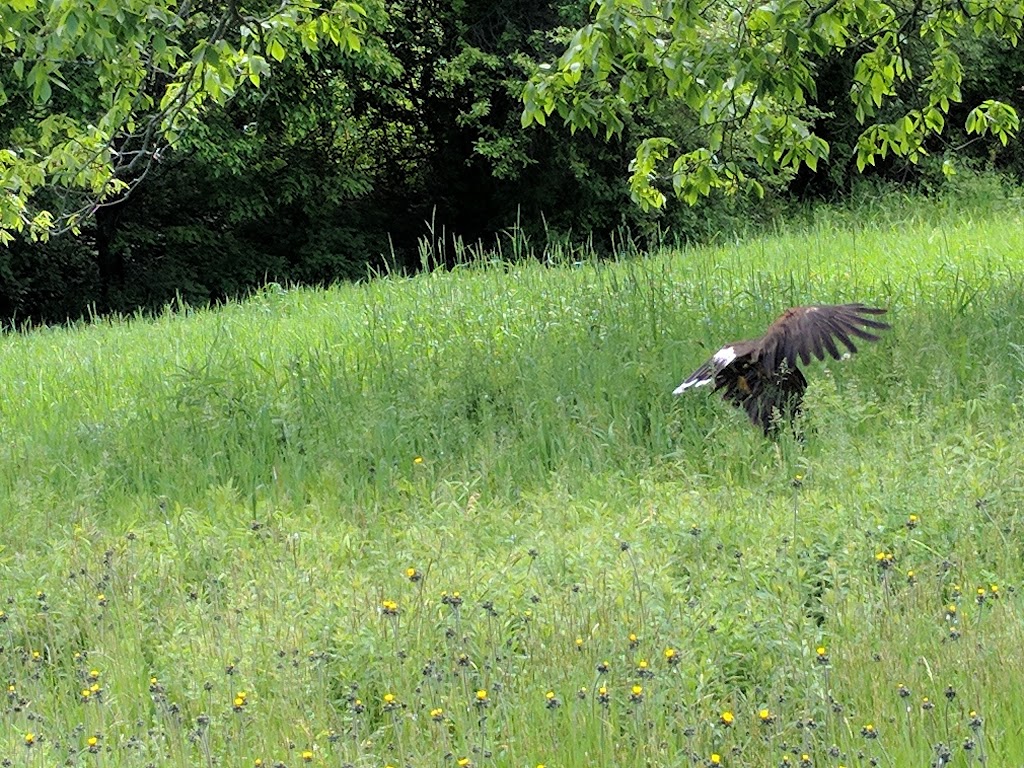 New England Falconry | 115 River Dr, Hadley, MA 01035 | Phone: (413) 259-1466