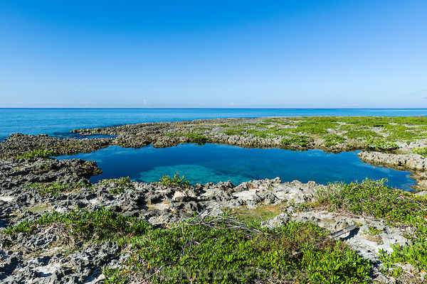 Caribbean Conservation Trust | 353 W Todd St, Hamden, CT 06518 | Phone: (203) 733-1162