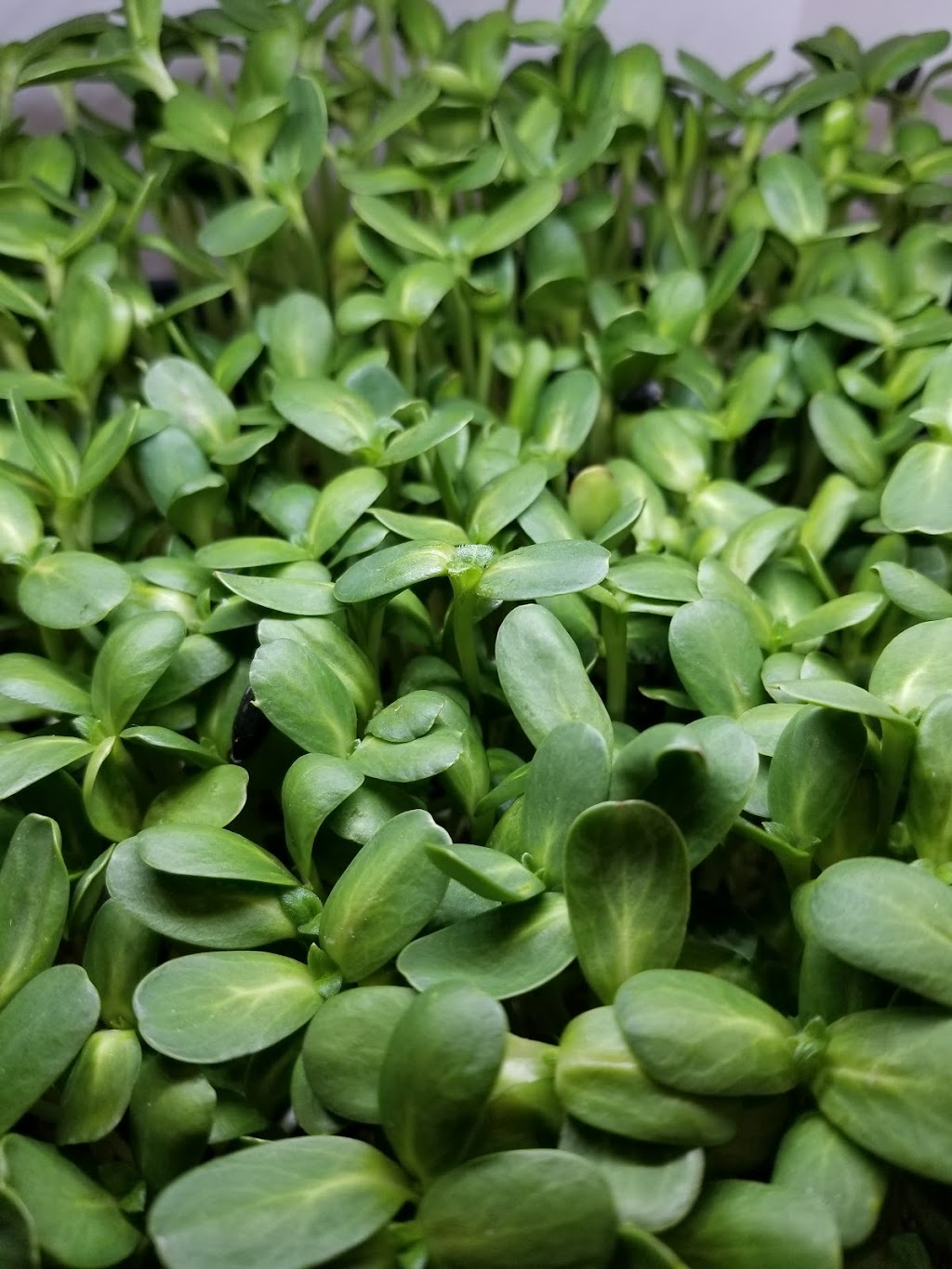 Hudson Valley Microgreens | 305 Titusville Rd Suite A, Poughkeepsie, NY 12603 | Phone: (845) 591-4795