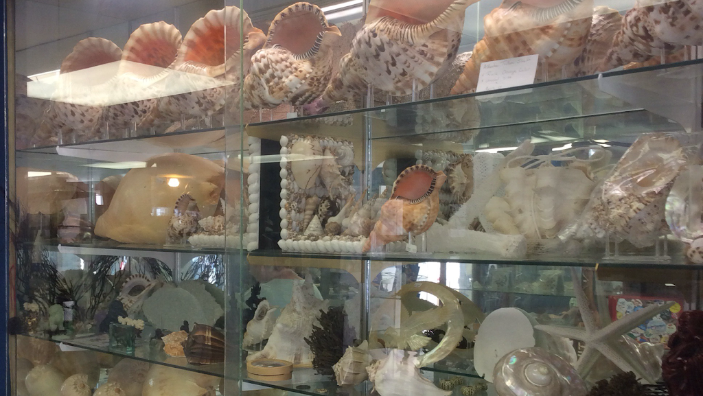 Discovery Seashell Museum | 2721 Asbury Ave, Ocean City, NJ 08226 | Phone: (484) 707-8946