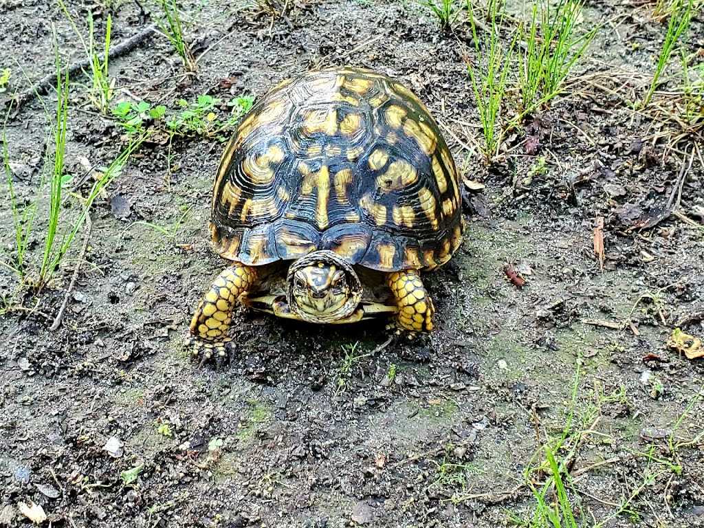 Cape May Bird Observatory - Center for Research and Education | 600 N Delsea Dr, Cape May Court House, NJ 08210 | Phone: (609) 861-0700