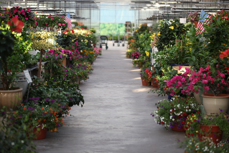 Country Flower Farms | 320 Baileyville Rd, Middlefield, CT 06455 | Phone: (860) 349-3690