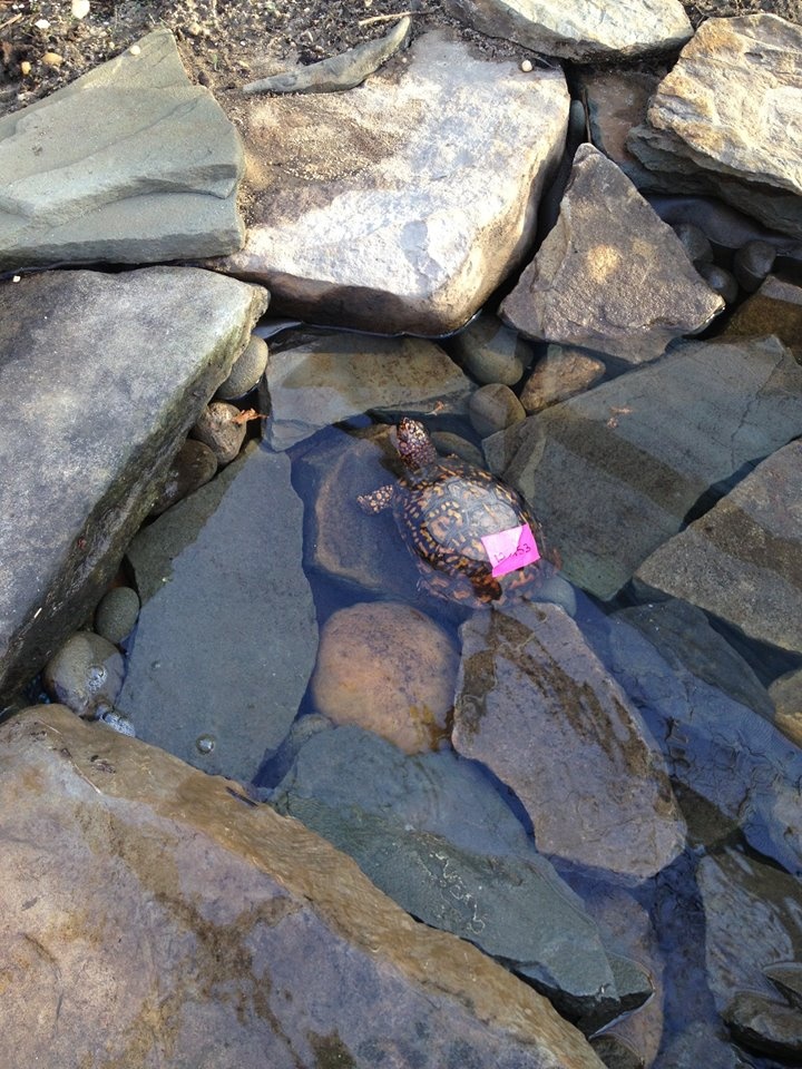 Turtle Rescue of the Hamptons | 111 Manor Ln Box 5, Jamesport, NY 11947 | Phone: (631) 779-3737