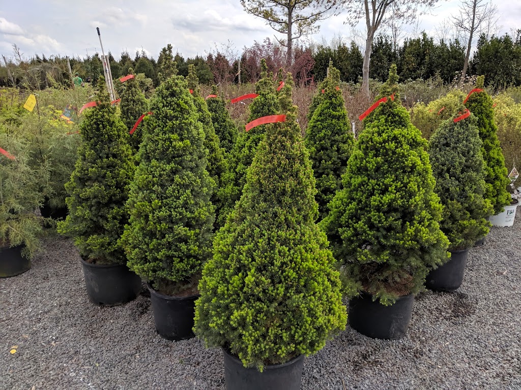 Central Jersey Nurseries | 18 Hamilton Rd, Hillsborough Township, NJ 08844 | Phone: (908) 359-4652