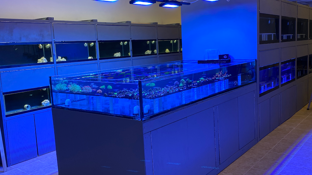 Reef Shark Aquarium Inc | 2083 Hempstead Tpke, East Meadow, NY 11554 | Phone: (516) 750-5011