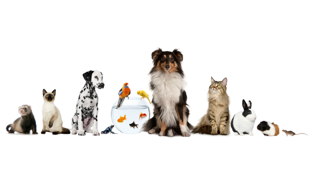 Pet NV Discounts | 71 Central Ave, Brooklyn, NY 11206 | Phone: (347) 240-8660