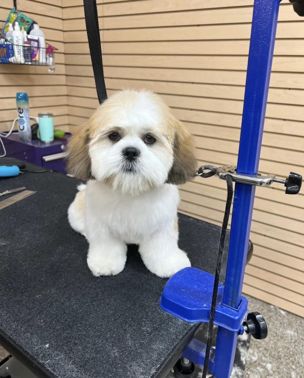 Shampoochies Grooming & Pet Supplies | 179 Locust Ave, West Long Branch, NJ 07764 | Phone: (848) 303-8665