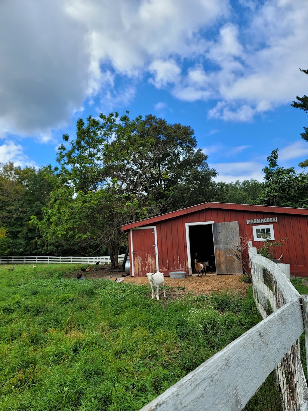 Little 9 Farm | 740 Milan Hill Rd, Red Hook, NY 12571 | Phone: (917) 670-4194