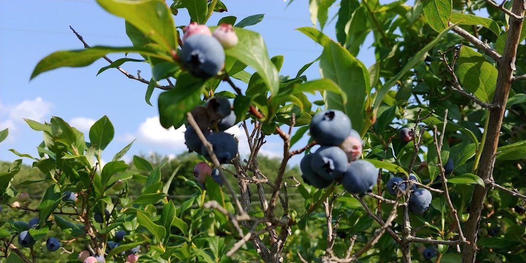 Cascade Valley U Pick Blueberries | 49 E Boskett Rd, Windsor, NY 13865 | Phone: (607) 655-1693